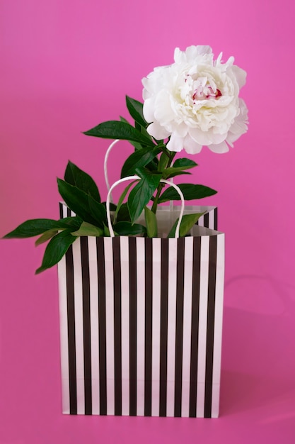 Beautiful white peony in a craft striped bag on a pink background. Still life.