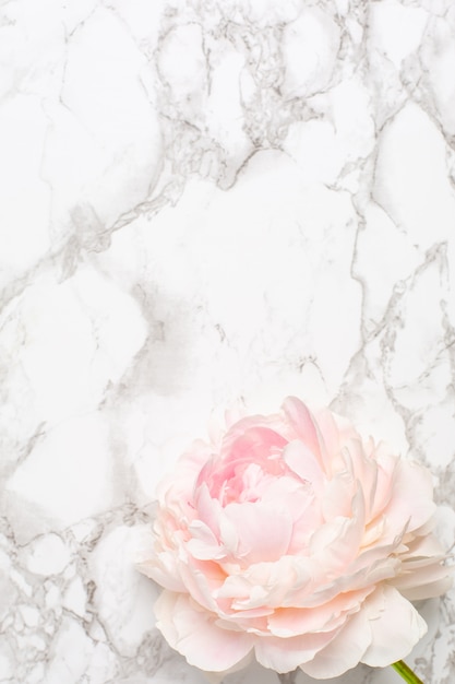 Photo beautiful white peony flower on marble surface with copy space