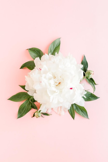 Beautiful white peony flower on pink background the texture of a peony flat lay top view