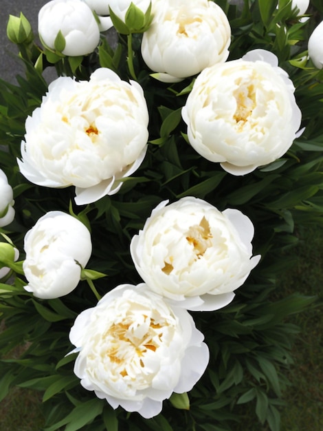 Foto bellissimi fiori bianchi di peonia da vicino la peonia è un genere di piante erbacee perenni e arbusti a foglia caduca pioggia simile alla pioggia famiglia paeoniaceae bouquet profumato generato da ai crema colorata