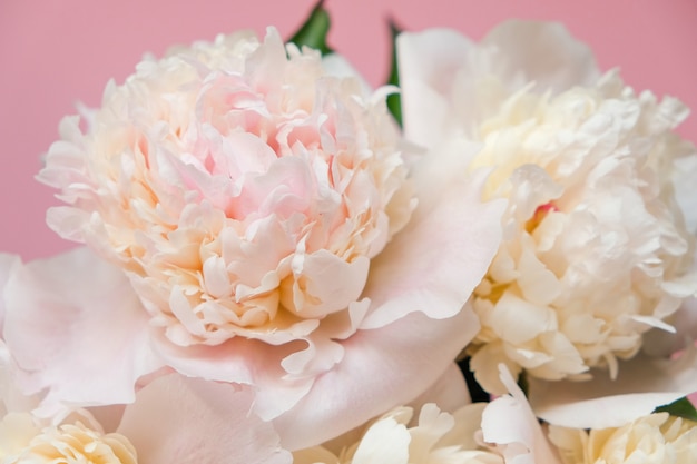 Photo beautiful white peony flowers close-up. top view. flat lay