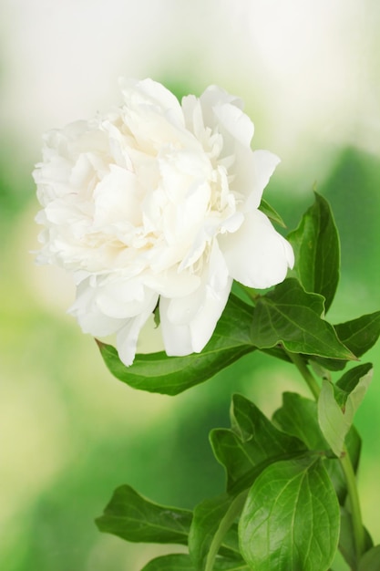 Beautiful white peony on green background