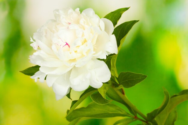 Beautiful white peony on green background