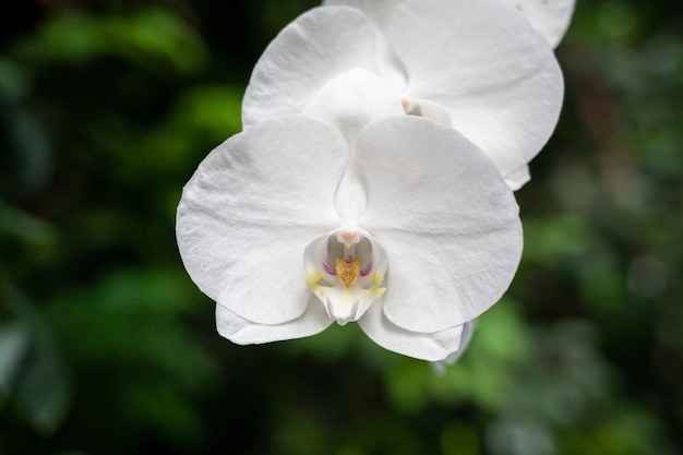 Beautiful white petals of an orchid flower on a dark background in a greenhouse Growing orchid