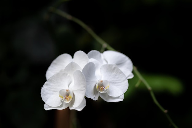 Beautiful white petals of an orchid flower on a dark background