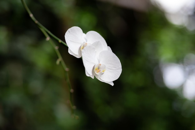 暗い背景に蘭の花の美しい白い花びら