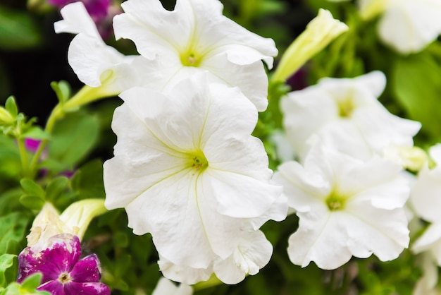 美しい白いペチュニアの花と水滴