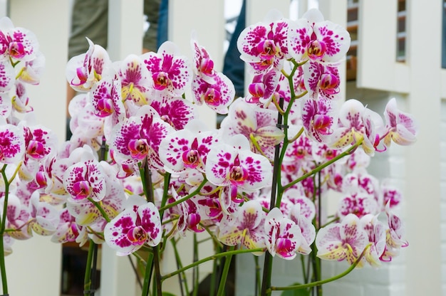 Beautiful white pink blooming orchid flowers in macro