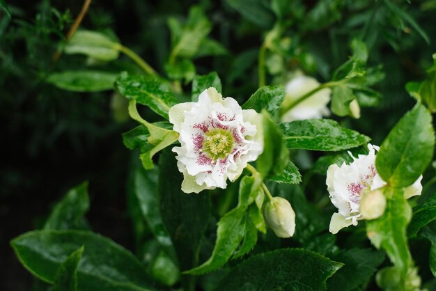 Hellebore Oriental Double Ellen White Spotted의 아름다운 흰색 분홍색 꽃