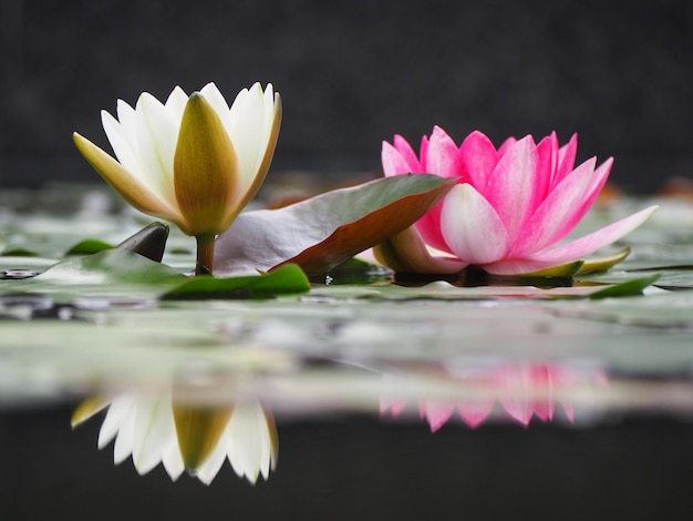 Beautiful white and pink lotus flowers with reflection in a pond