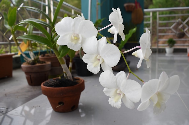 Beautiful white and pink orchid in garden dendrobium airy peach is various of orchid from asia