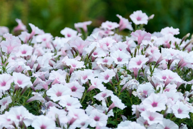 Beautiful white and pink petunia flowers