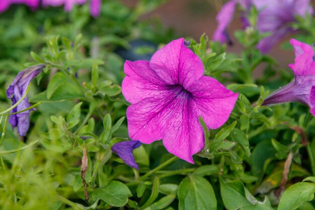 Beautiful white and pink petunia flowers