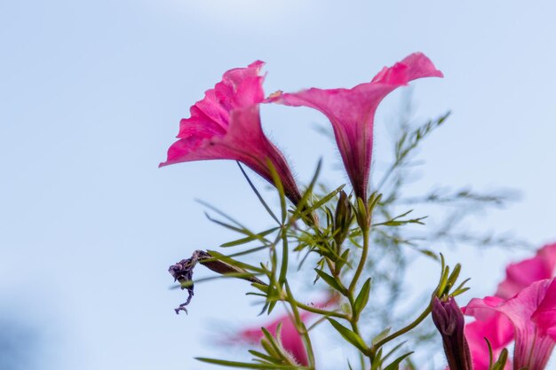 Beautiful white and pink petunia flowers