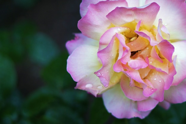 Beautiful white and pink rose