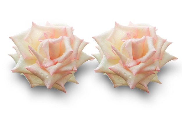 Beautiful white and pink roses blooming with clipping path