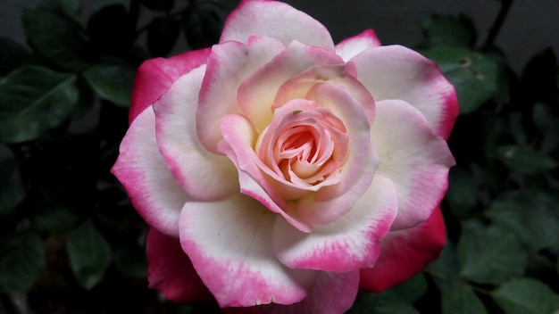 beautiful white pink roses flower