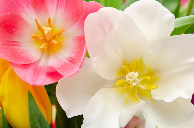 beautiful white and pink tulips