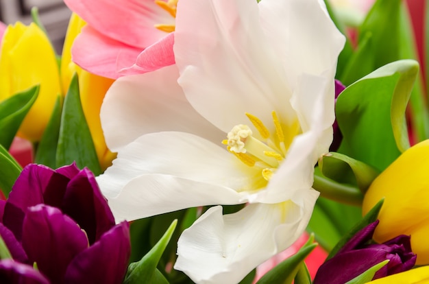beautiful white and pink tulips