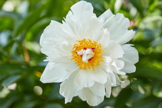 Photo beautiful white pion in the garden in summer day