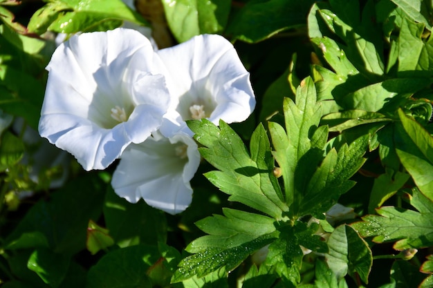 아름다운 흰색 식물이 집 마당에서 자랍니다.