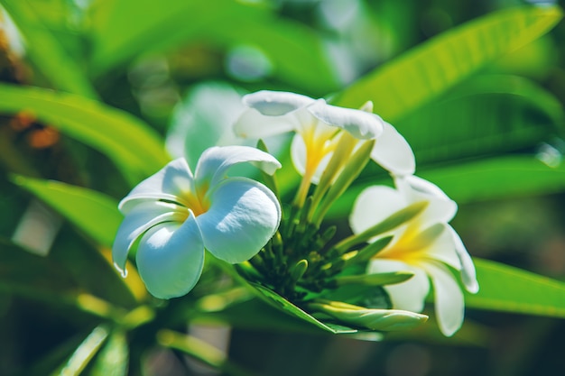 Beautiful white plumeria flowers on a tree.