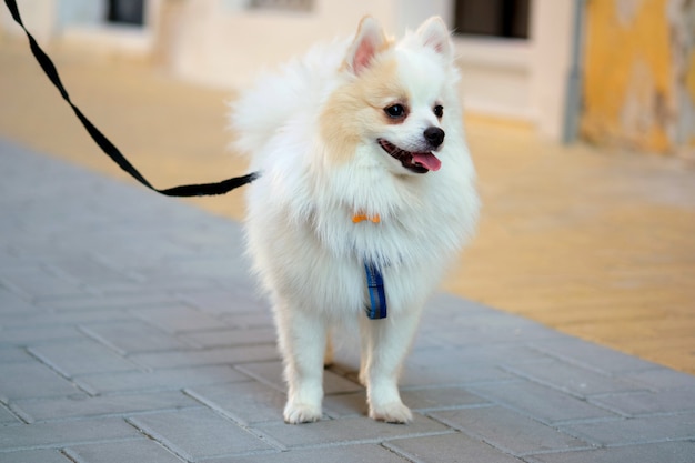 Beautiful white pomeranian spitz walking outdoors on the street.