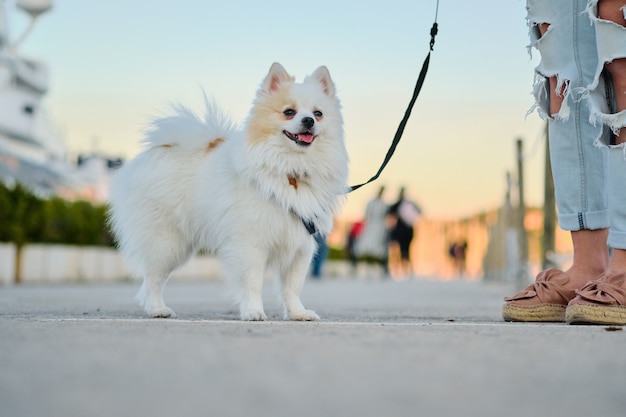 Beautiful white pomeranian spitz walking outdoors on the street.