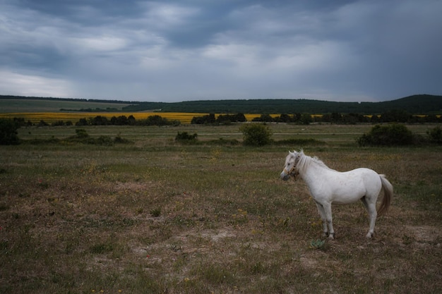 Beautiful white pony on the field in the village Cloudy weather