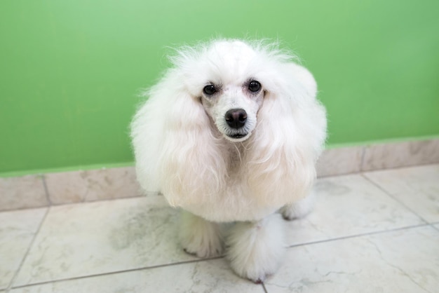 Beautiful white poodle closeup