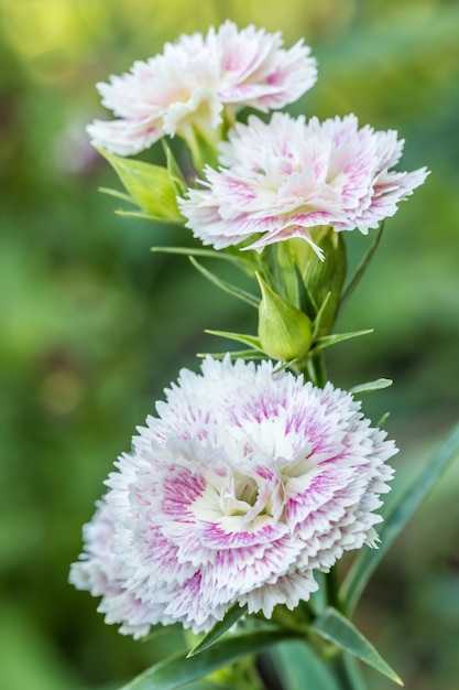 美しい白い紫色のカーネーションの花。