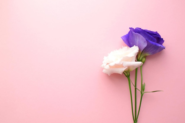 ピンクの背景に美しい白と紫のトルコギキョウの花