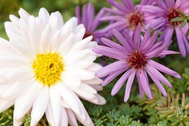 Beautiful white and purple flowers under sunlight in natural green background. Close-up view. Shallow depth of field,