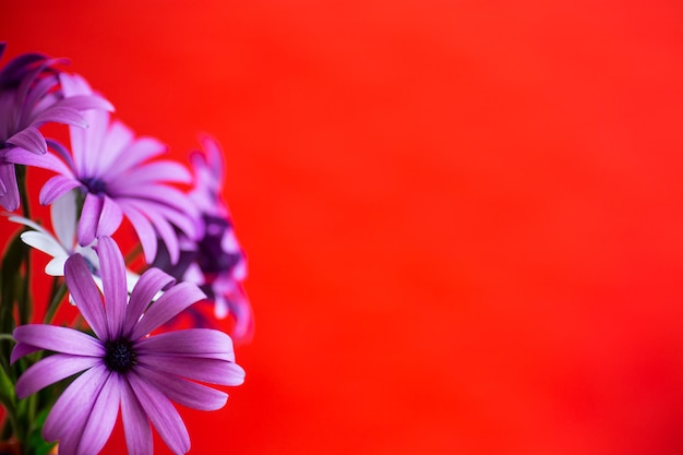 빨간색 배경에 고립된 아름다운 흰색과 보라색 Osteospermum 꽃