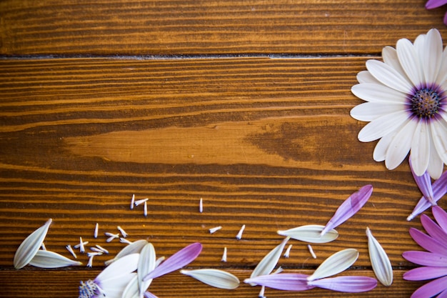 Foto bellissimi fiori bianchi e viola di osteospermum su un legno