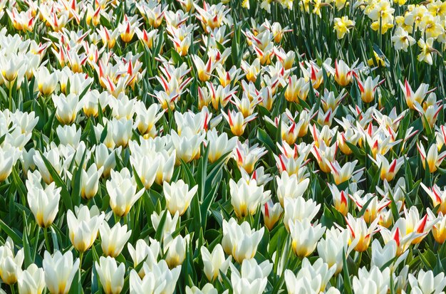 Beautiful white-red-yellow tulips and narcissus nature spring background.