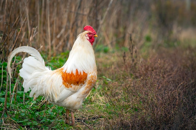 Beautiful white rooster on the background of nature. farm animal...