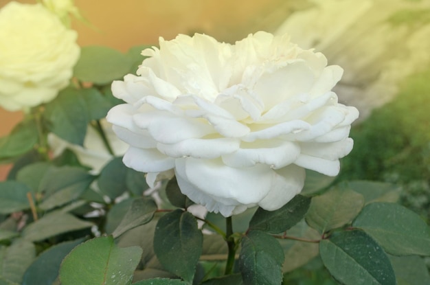 Beautiful white rose Big white roses in the garden Snow white rose