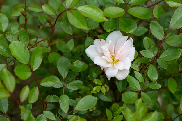 緑の葉の間の茂みに美しい白いバラ