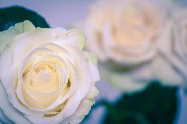 Beautiful white rose flower head. The best gift for a dearly loved one. Close up of a white rose. Soft focused.