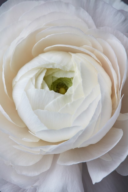 Bellissimo fiore di rosa bianca, romantico biglietto di auguri floreale