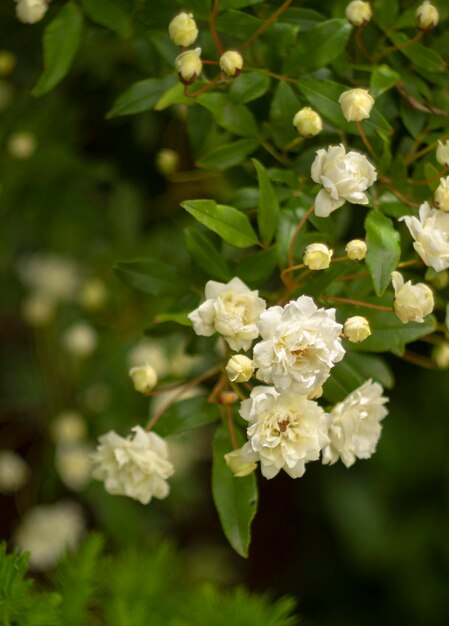 晴れた暖かい日に美しい白いバラの花