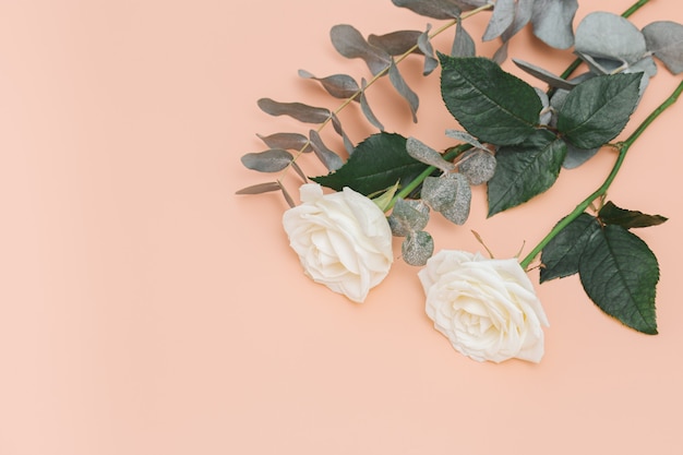 Beautiful white rose flower with branch of eucalyptus