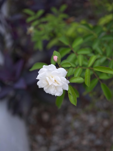 Bella rosa bianca sullo sfondo del giardino amore di concetto spazio per il testo