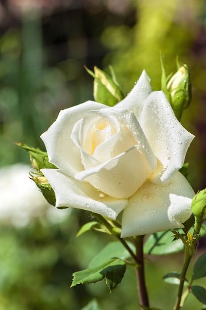 Beautiful white rose in the garden.