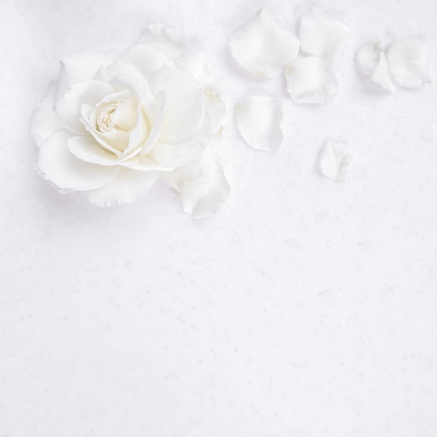 Beautiful white rose and petals on white background ideal for greeting cards for wedding birthday