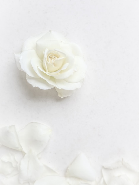 Beautiful white rose and petals on white background ideal for greeting cards