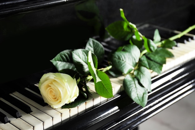 Beautiful white rose on piano keys close up