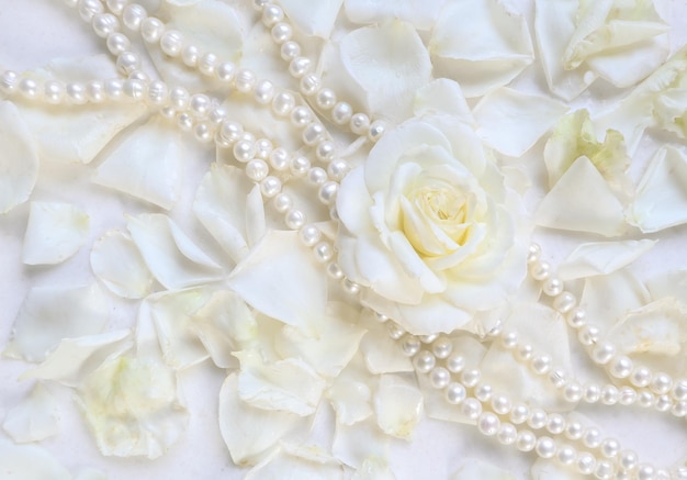 Beautiful white rose with petals and pearl necklace on white background Ideal for greeting cards