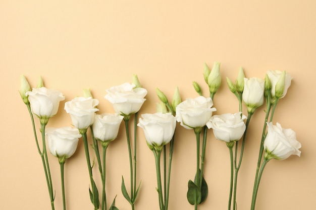 Beautiful white roses on beige background, space for text